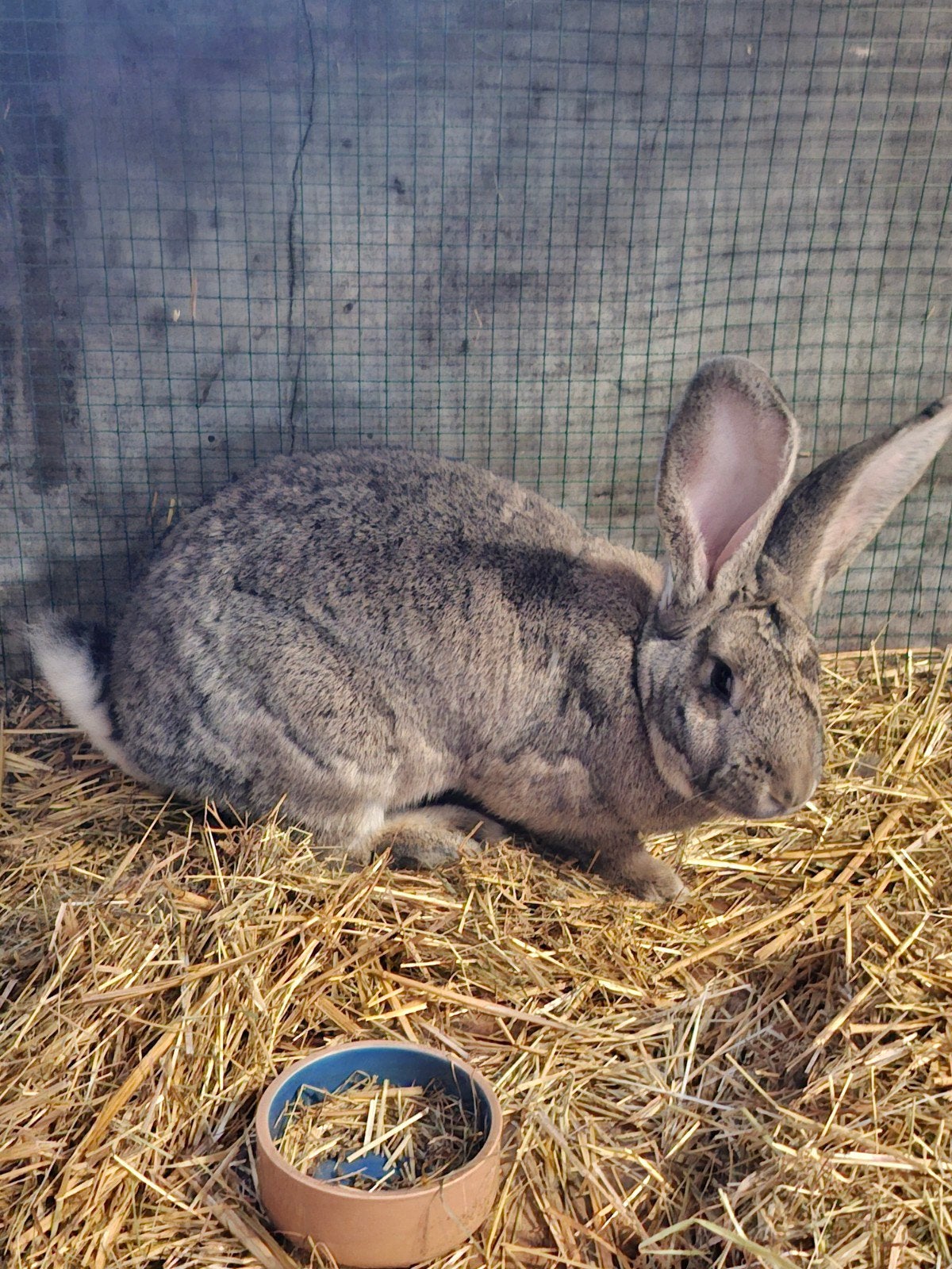 Mooie Vlaamse reus, Dieren en Toebehoren, Vrouwelijk, Groot