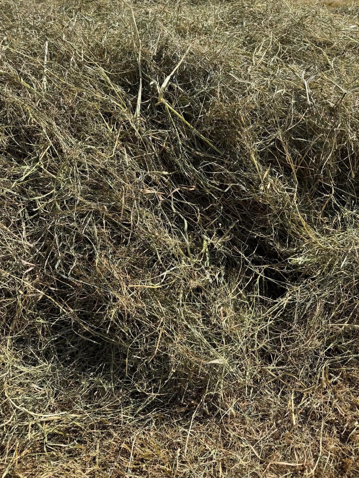 Midi balen hooi, vrij van jacobskruid, Dieren en Toebehoren, Ophalen