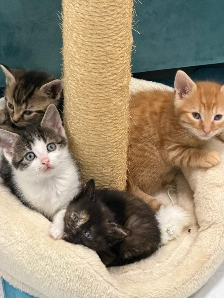 Kittens, Meerdere dieren, Kortharig, 0 tot 2 jaar