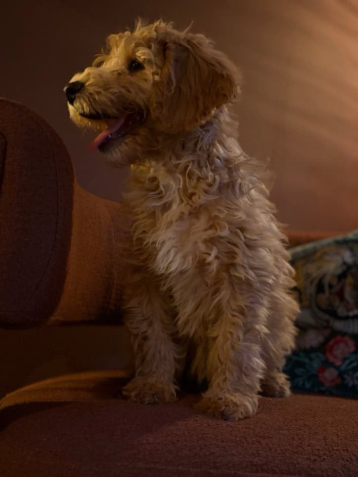 2 Lieve  mini Labradoodle meisjes., CDV (hondenziekte), 8 tot 15 weken, Meerdere, Meerdere dieren