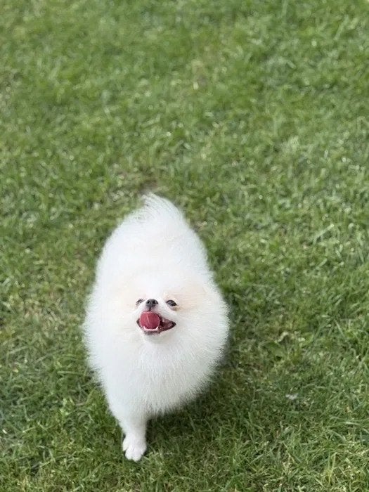 Kleine Dwergkees puppy's wachten op hun nieuwe baasjes, Overige rassen, 8 tot 15 weken, Meerdere, Meerdere dieren