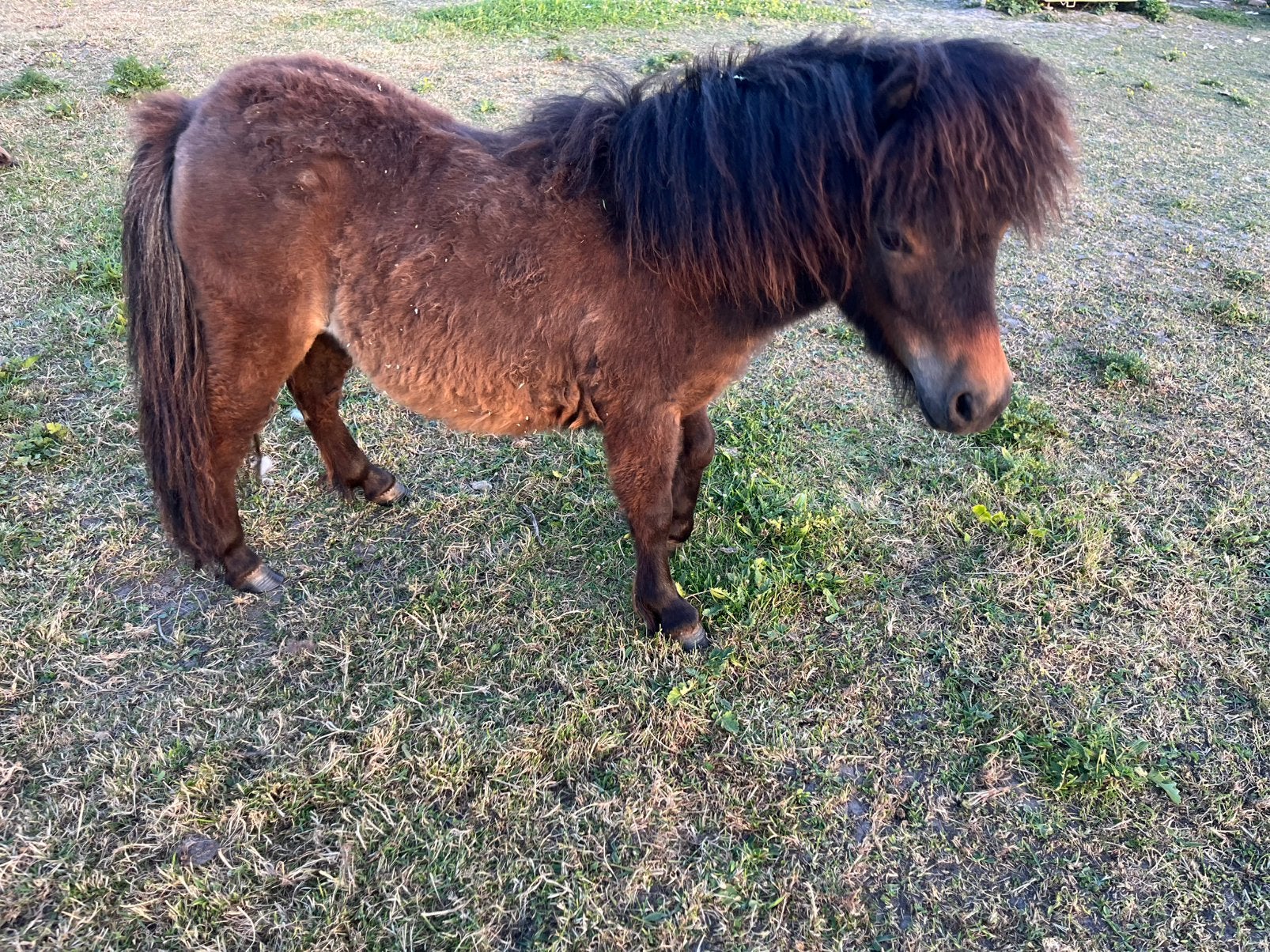 Mooie mini Shetlander merrie, Dieren en Toebehoren, Pony's, Merrie, A pony (tot 1.17m), Gechipt, 0 tot 2 jaar