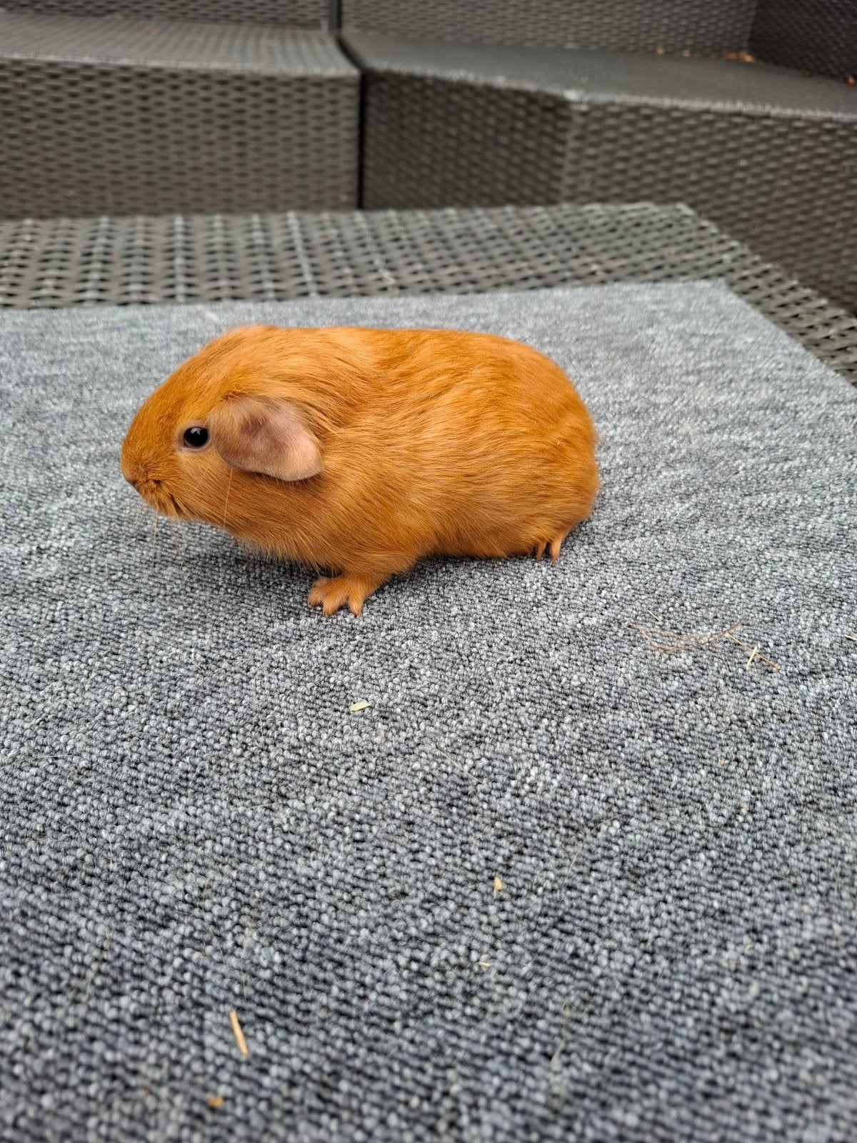 jonge buff beertje (kan direct verhuizen), Dieren en Toebehoren, Knaagdieren, Cavia, Mannelijk, Juli, Tam