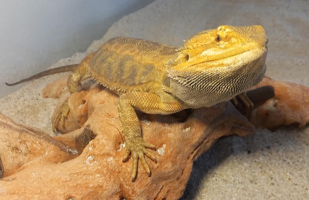 Baardagaam mannetje Bearded Dragon - male for sale from Vlinder