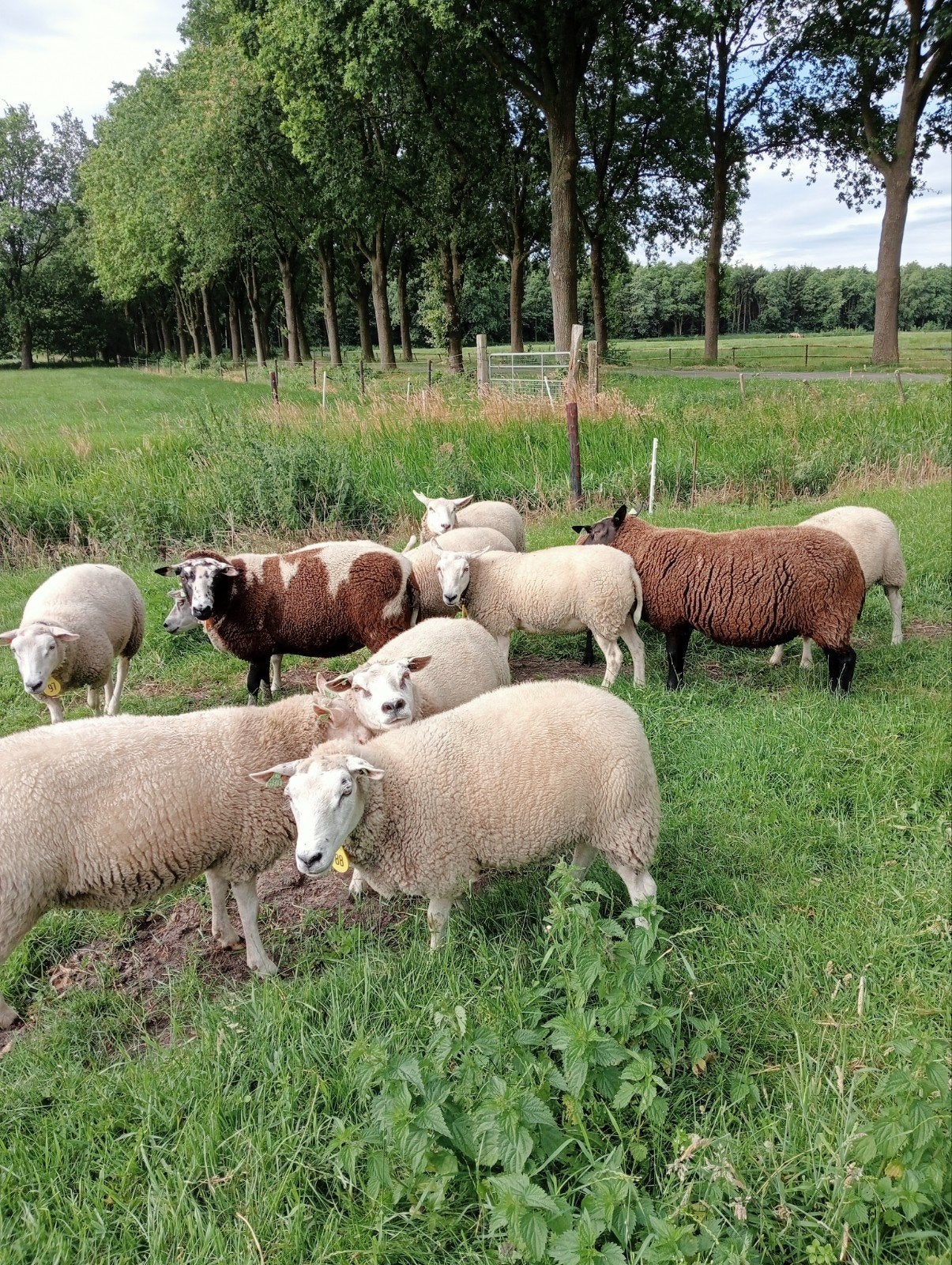 Fok schapen, Vrouwelijk, Schaap