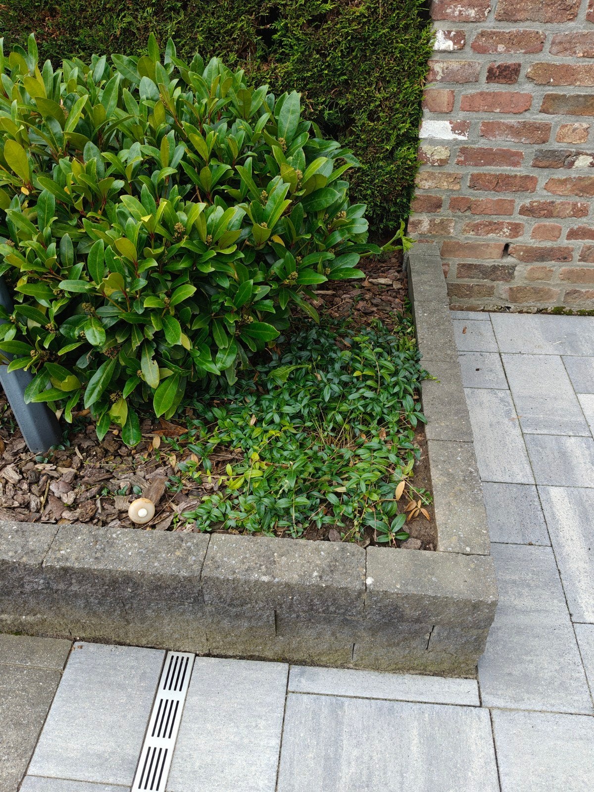 Robuuste maagdenpalm - 6 stuks met blauwe bloemen, Ophalen, Bodembedekkers, Vaste plant, Halfschaduw
