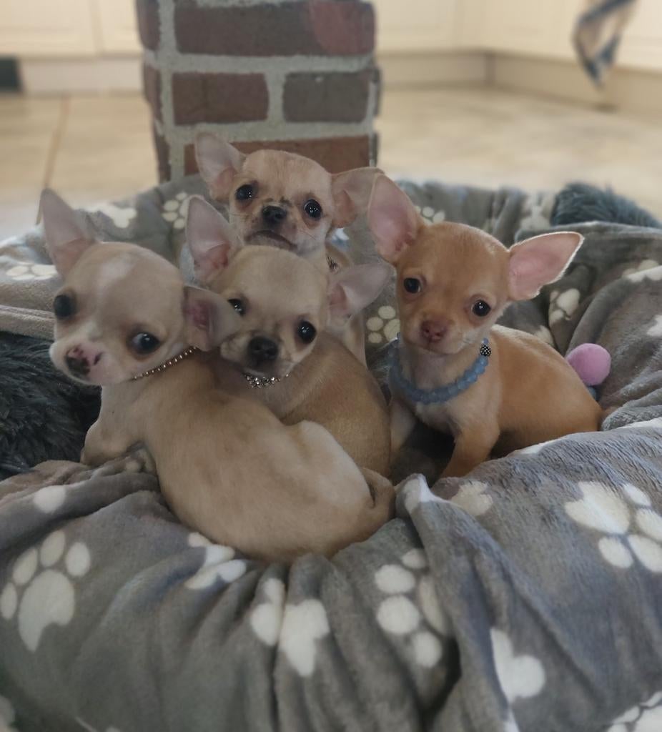 Super mooi nestje chihuahua puppies, Parvo, 8 tot 15 weken, Meerdere, Meerdere dieren
