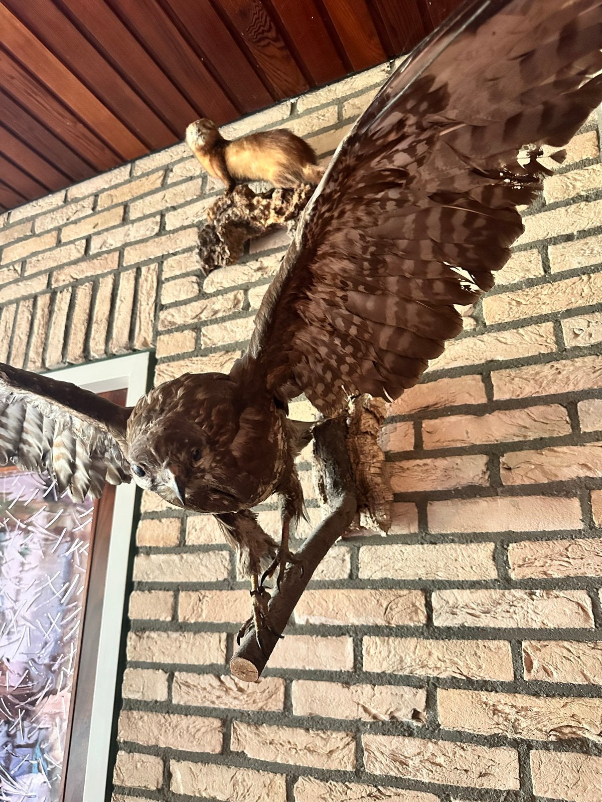 Opgezette buizerd - roofvogel - Unieke taxidermie, Ophalen, Gebruikt