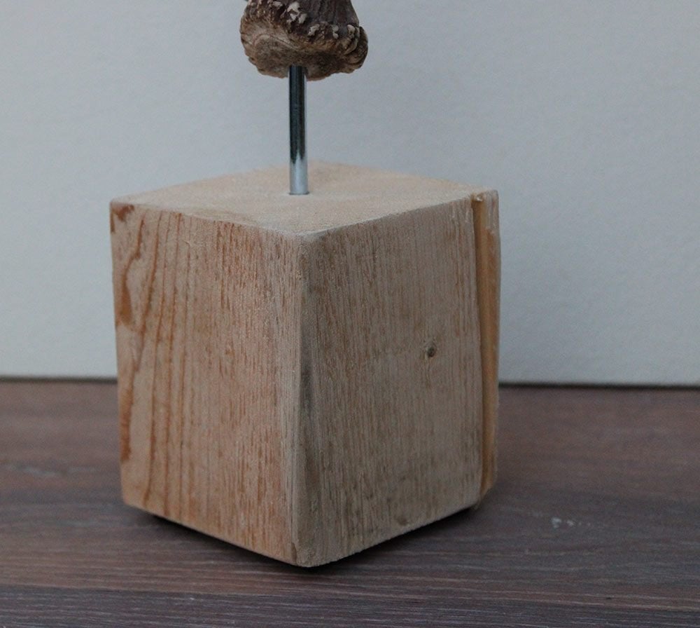 DAMHERT GEWEI op houten sokkel - ref. A, Verzamelen, Dierenverzamelingen, Ophalen of Verzenden, Nieuw, Hert, Gewei of Kop