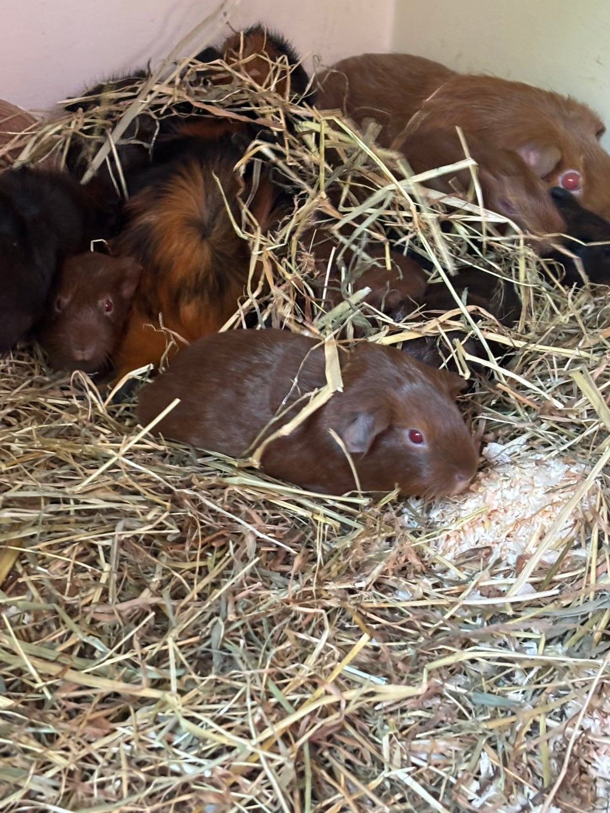 Jonge cavias te koop, Dieren en Toebehoren, Knaagdieren, Cavia, Juli, Meerdere dieren, Tam