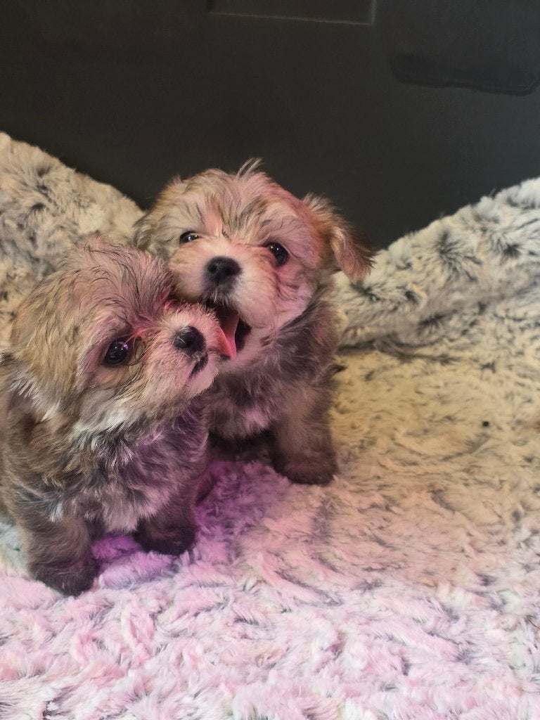 Yorkshire Terriër (Morkie), 8 tot 15 weken, Meerdere, Meerdere dieren, Parvo