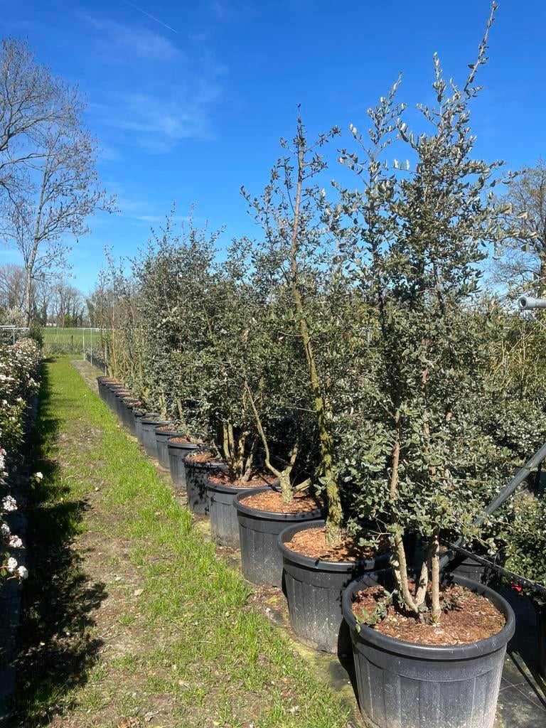Kurkeik en steeneik meerstam leverbaar tot 300 cm hoog, Tuin en Terras, Planten | Bomen, Overige soorten, Lente, 250 tot 400 cm