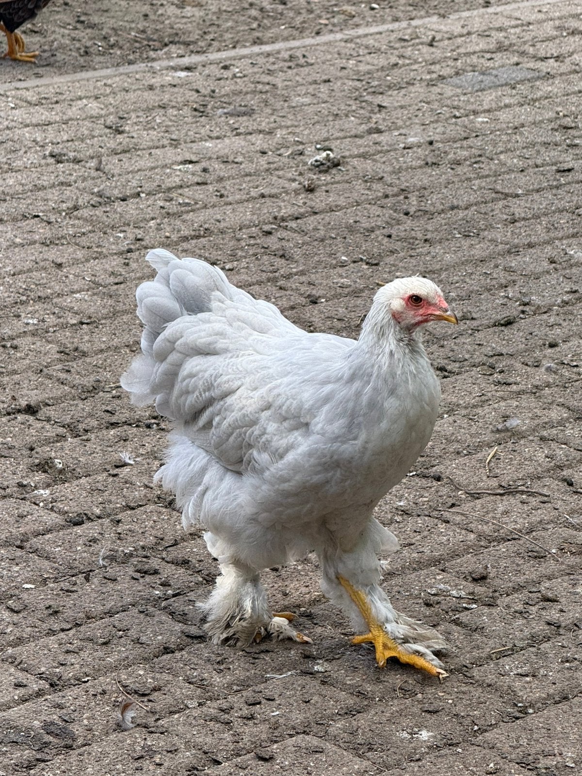 Brahma isbel hen, Vrouwelijk, Kip