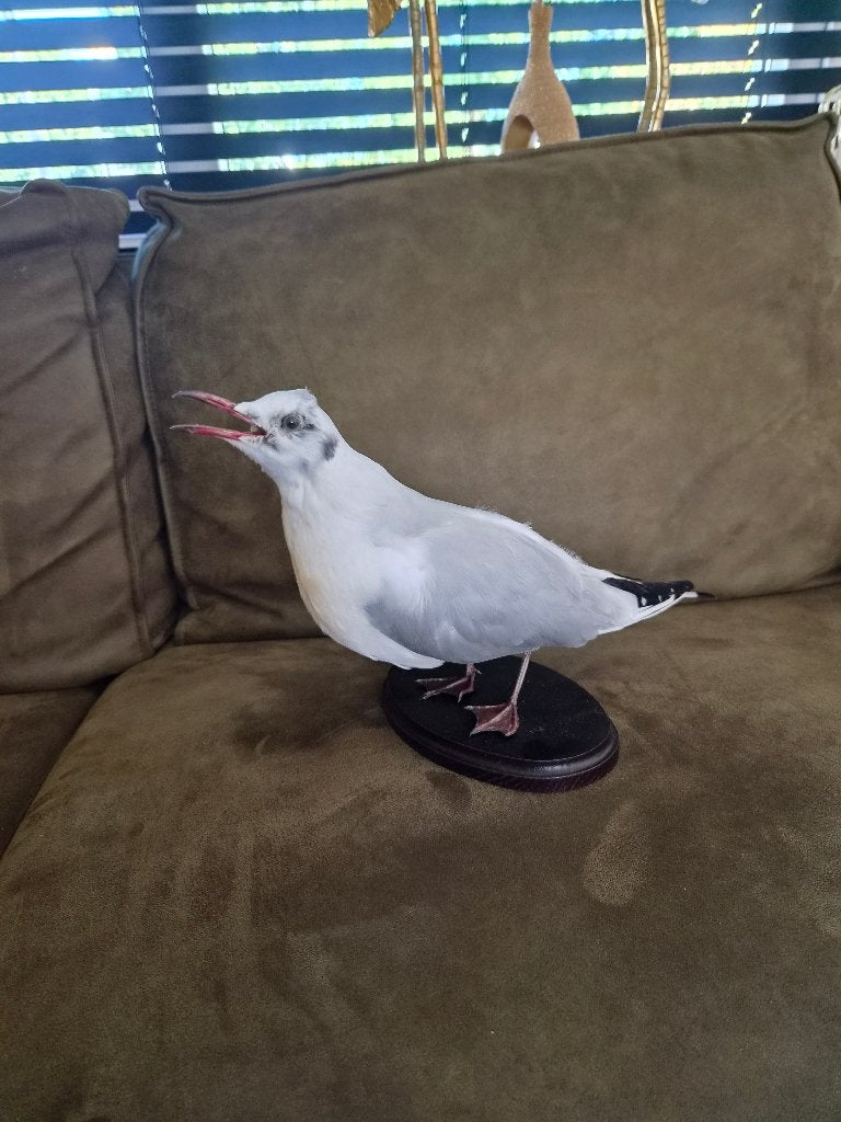Dierenverzameling opgezette vogel meeuw, Verzamelen, Dierenverzamelingen, Ophalen of Verzenden, Zo goed als nieuw, Vogel, Opgezet dier