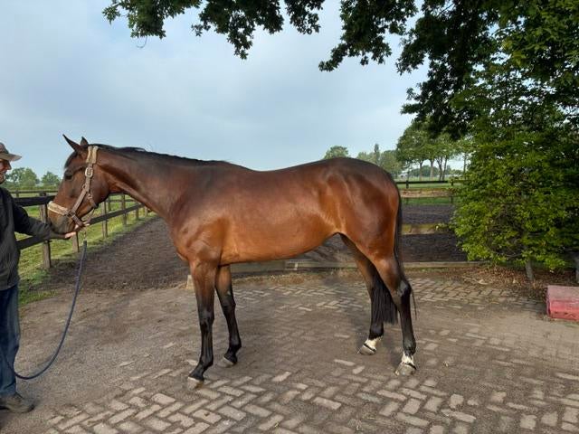 4 jarige stermerrie, Dieren en Toebehoren, Merrie, Springpaard, Met stamboom, Zadelmak
