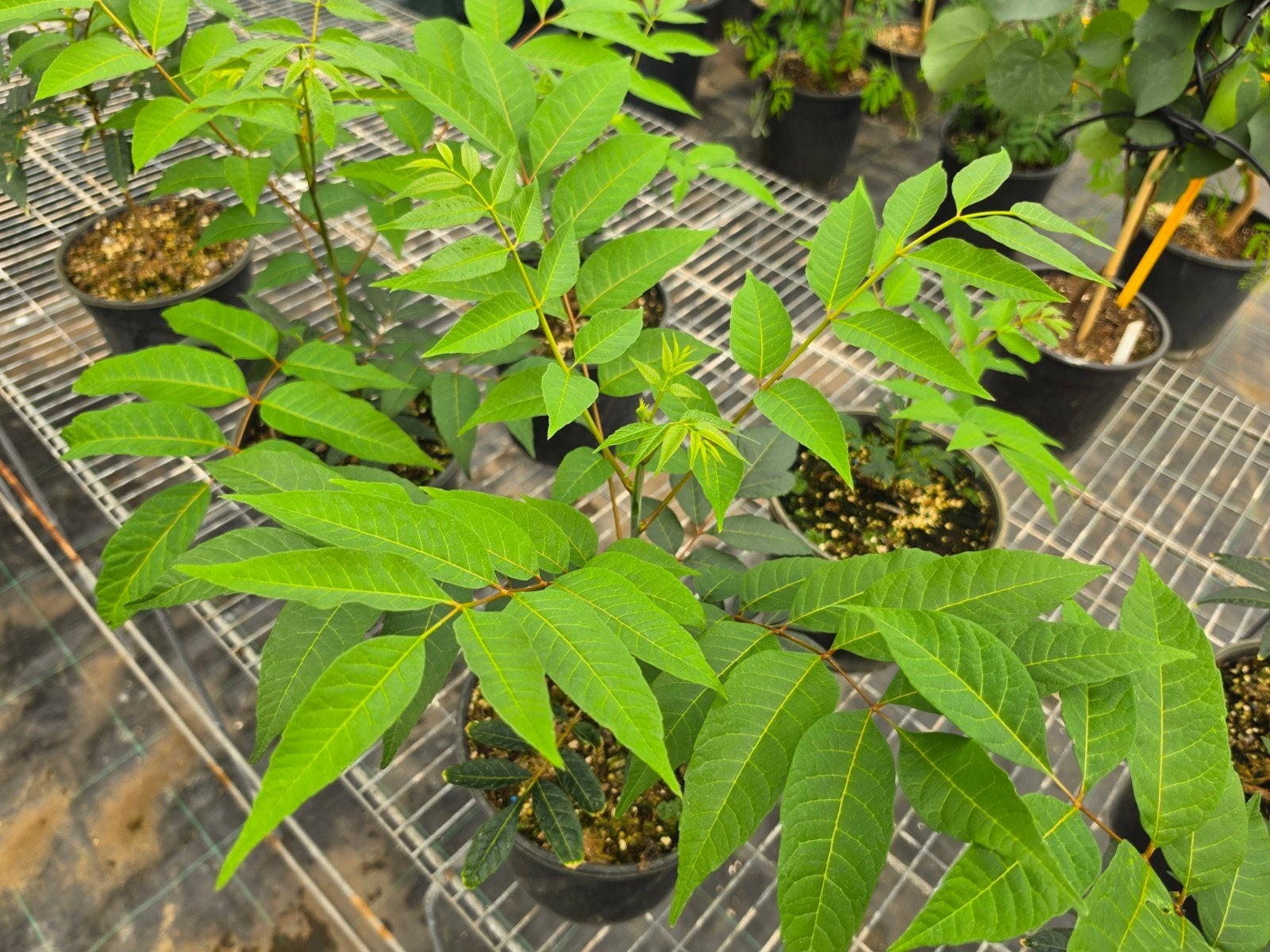 Toona sinensis Flamingo, Ophalen, Overige soorten