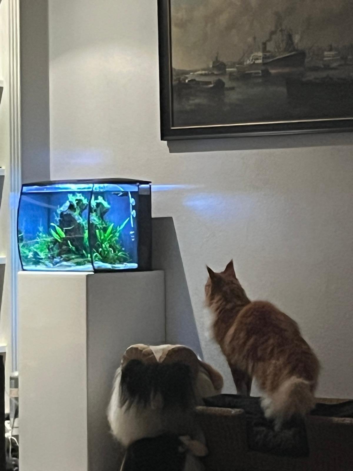 Aquarium 42x37x40 cm, Dieren en Toebehoren, Ophalen