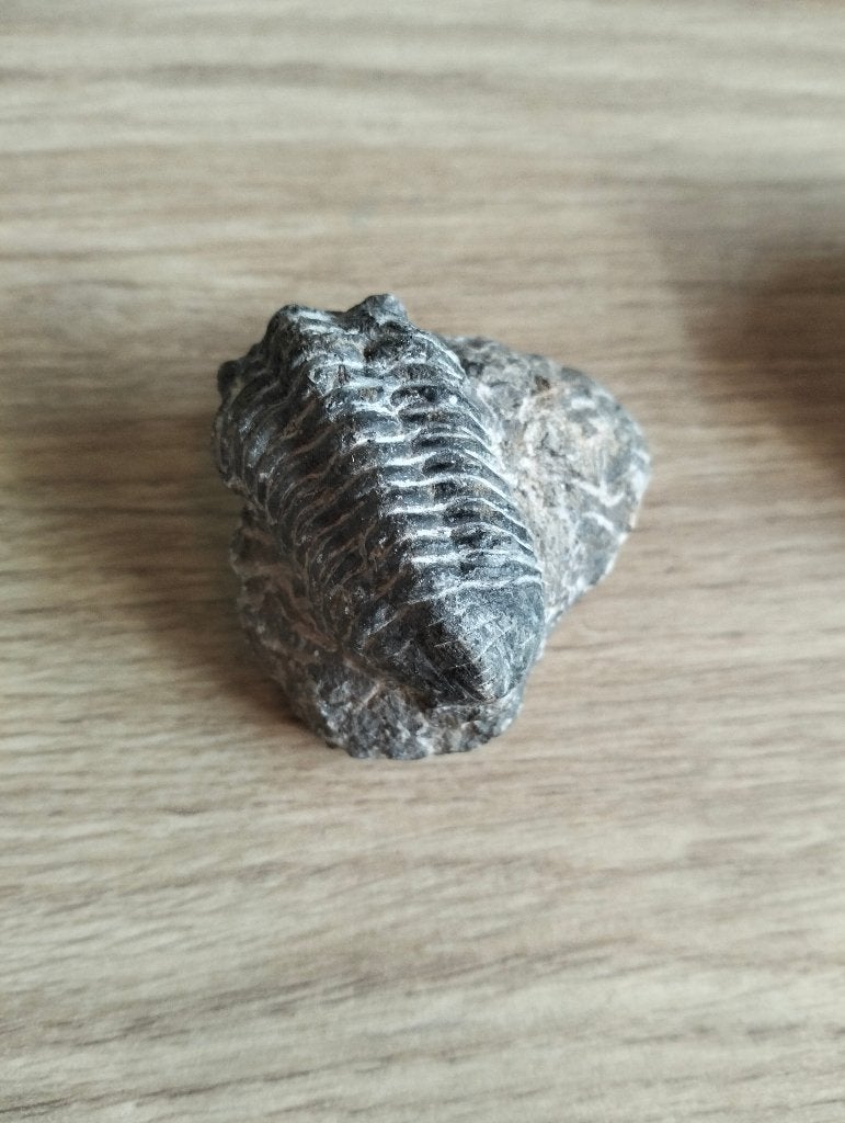 Trilobiet fosiel, Verzamelen, Mineralen en Fossielen, Ophalen of Verzenden, Fossiel