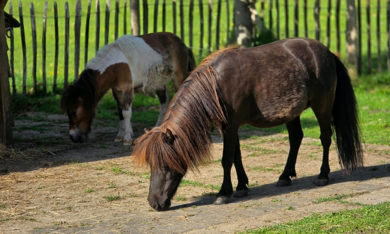 Lieve Falabella merrie en mini shetlander, Merrie