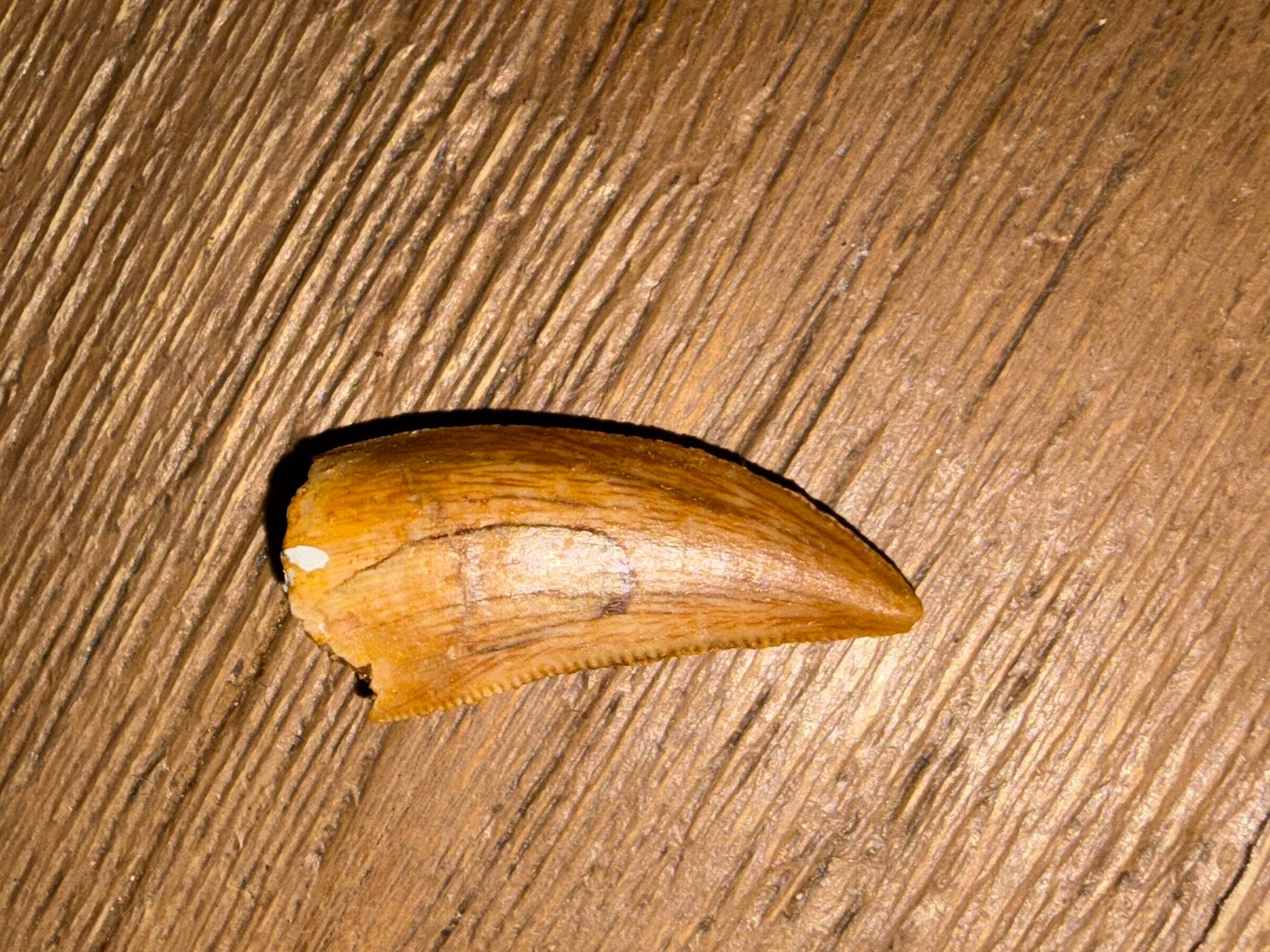 Abelisaurid tand, Ophalen of Verzenden, Fossiel