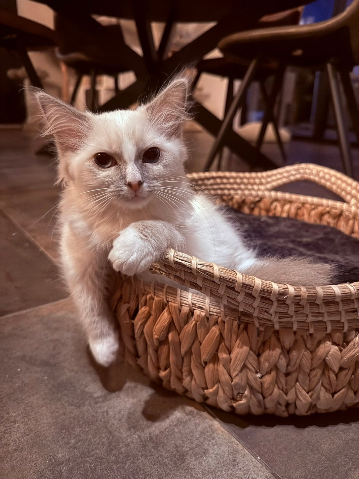 Ragdoll kittens met stamboom (mogen direct weg), Meerdere dieren, Gechipt