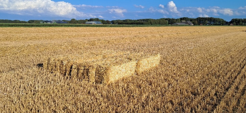 Tarwe stro in kleine pakken 2026., Dieren en Toebehoren, Dierenvoeding, Ophalen of Verzenden, Vee