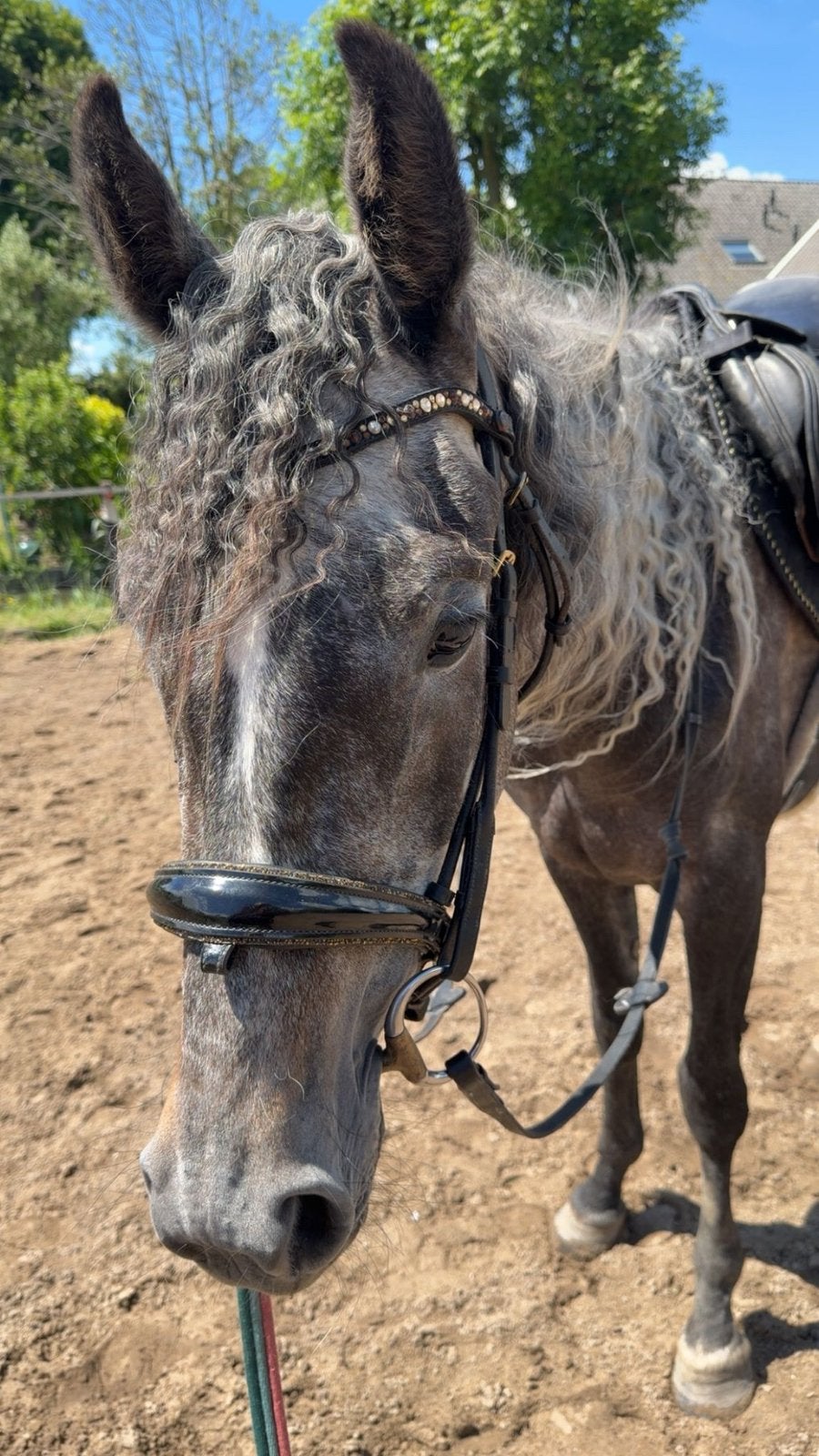 Te koop: 3-jarige schimmel merrie, Dieren en Toebehoren, Paarden, Minder dan 160 cm, Zadelmak, 3 tot 6 jaar, Recreatiepaard