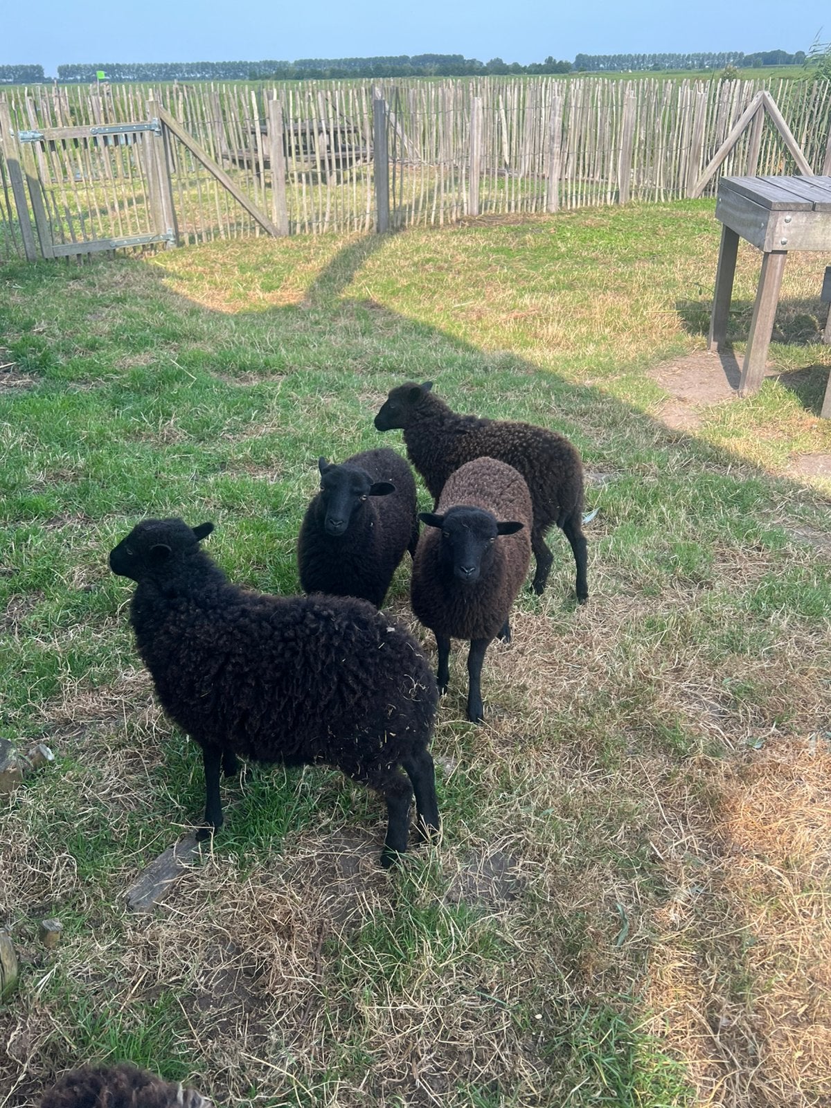 Ouessant ooien, Dieren en Toebehoren, Schapen, Geiten en Varkens, Meerdere dieren, Schaap