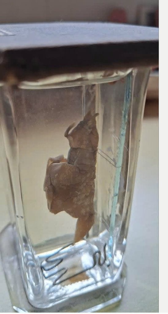 zeeslak resp. zeespons op sterk water lesmateriaal, Ophalen of Verzenden, Fossiel
