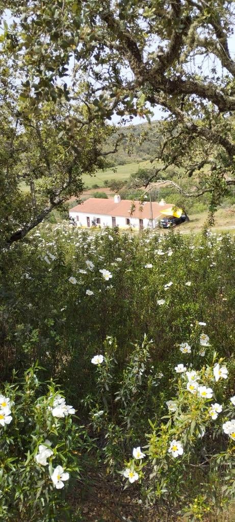 Te huur casa in Portugal, Alentejo voor de zomermaanden, 2 personen, Internet