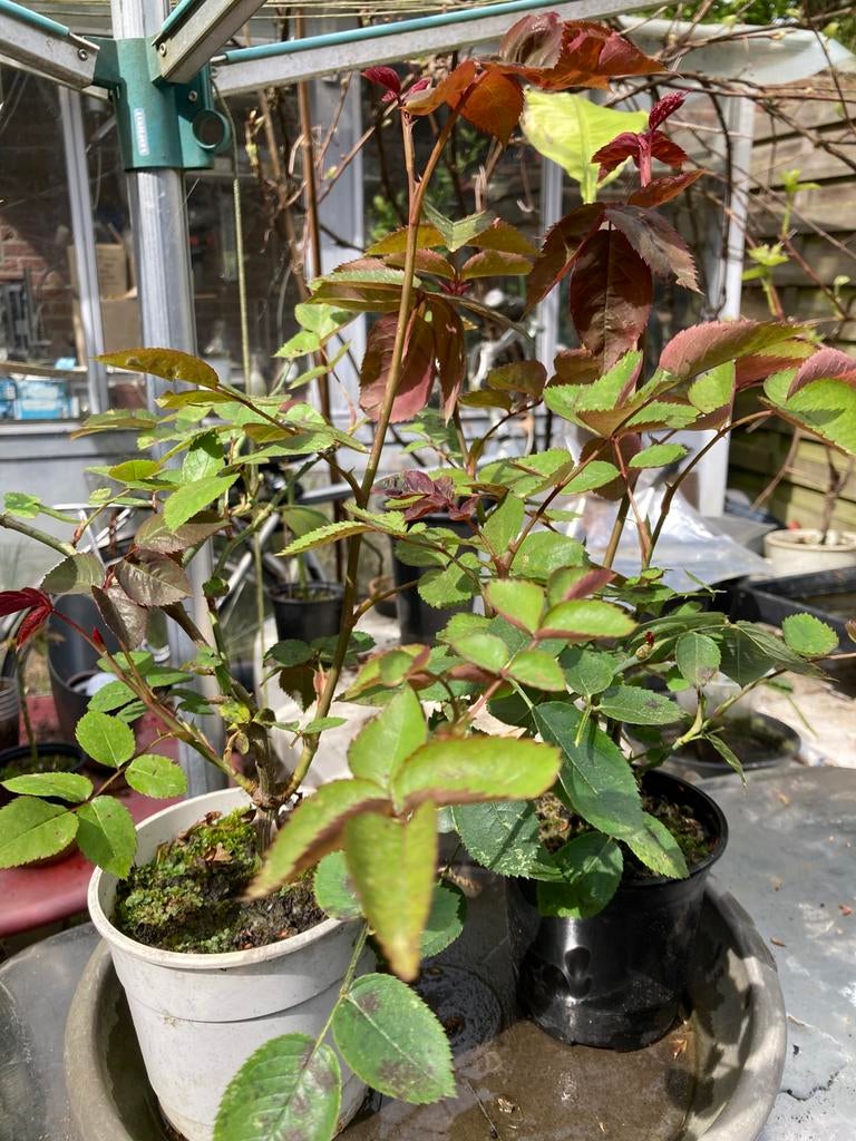 Rozenplant in pot, Tuin en Terras, Planten | Tuinplanten, Volle zon, Vaste plant, Zomer, Ophalen