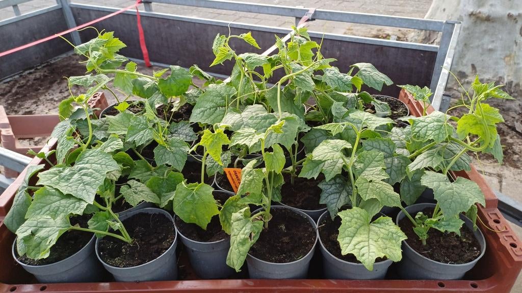 Surinaamse Ninwa planten (Sponskomkomer) 2 voor E3.50, Tuin en Terras, Planten | Tuinplanten, Ophalen of Verzenden, Overige soorten