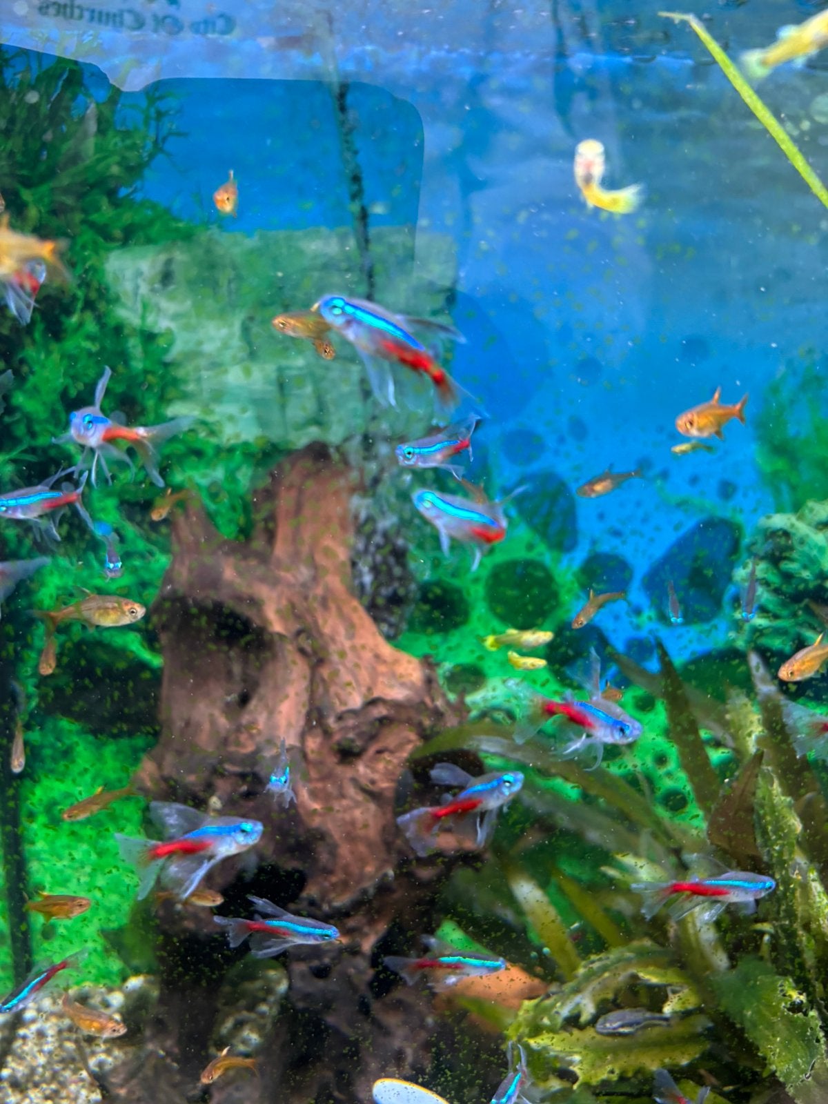 Hyphessobrycon amandae / Vuurzalmpje, Vis, Zoetwatervis, Schoolvis