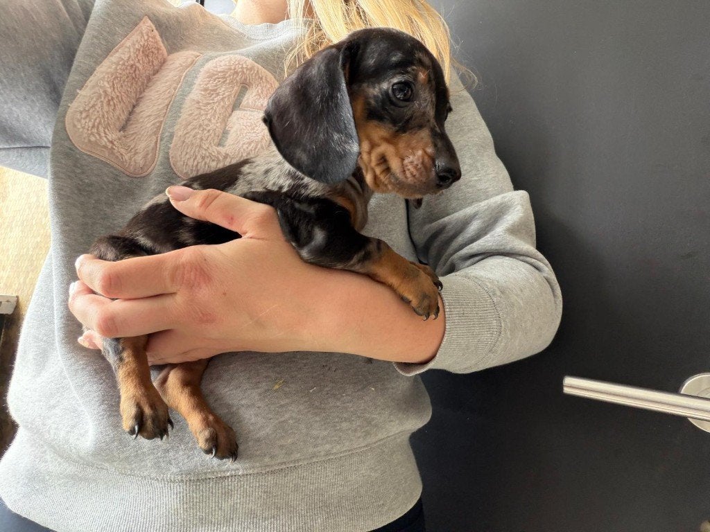 Nestje dwerg teckels korthaar merle , zwart, Dieren en Toebehoren, Parvo, België, Particulier, 8 tot 15 weken