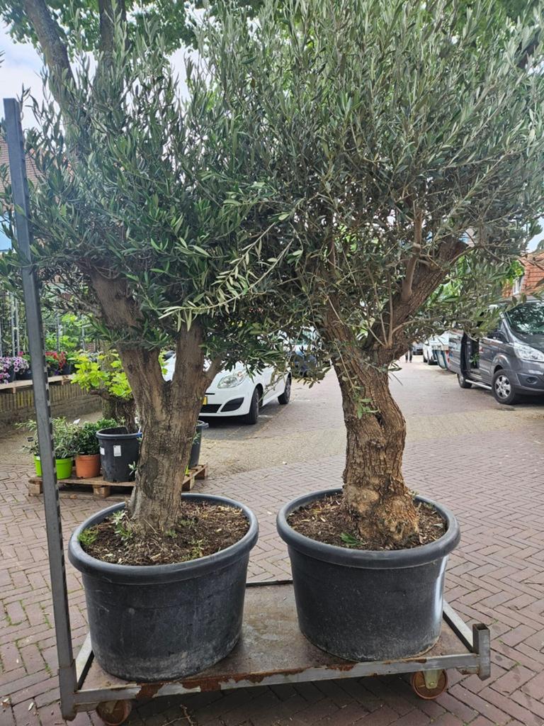 Olijfbomen diverse maten, dikke stam 99 euro, 100 tot 250 cm, Olijfboom, Zomer, Ophalen