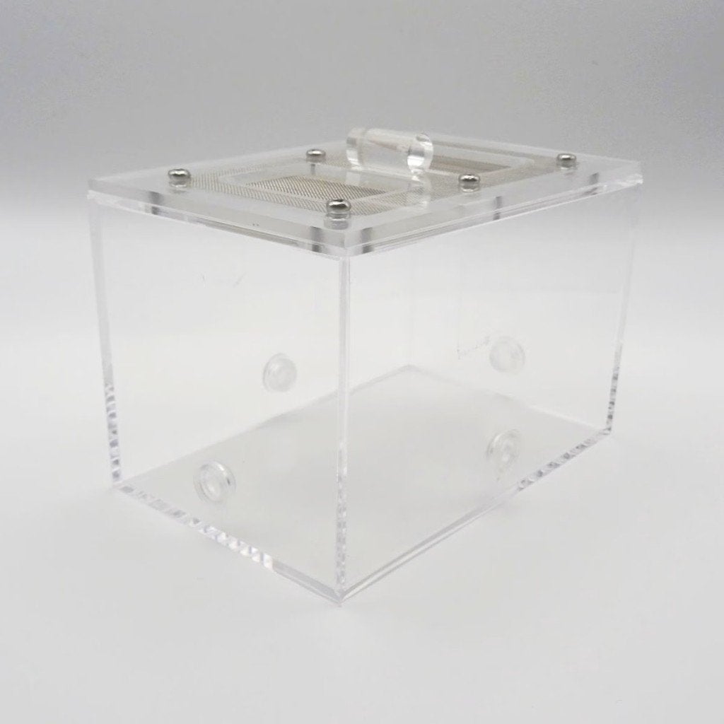 Arena 12x8x8 I Mieren I Insecten, Mieren