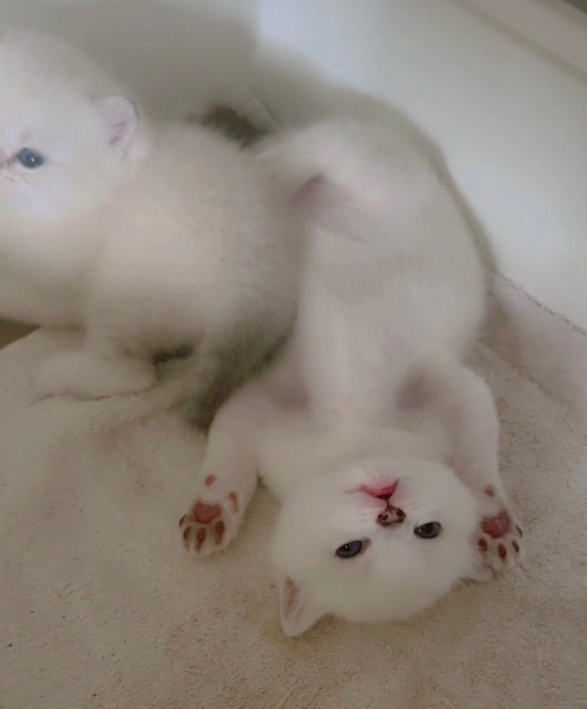 Katen, Dieren en Toebehoren, Kattenmanden, Ophalen, Nieuw, Riet