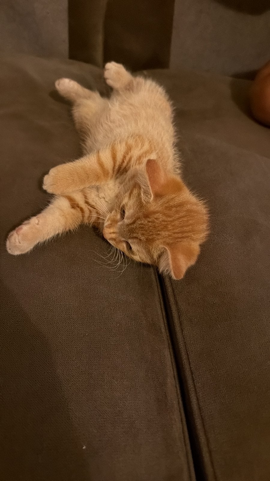 Kitten, Dieren en Toebehoren, 0 tot 2 jaar