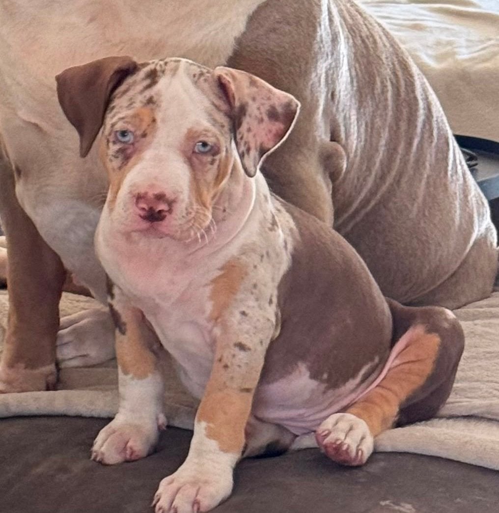American bully XL Tri color Merle, Parvo, Overige rassen, 8 tot 15 weken, Meerdere