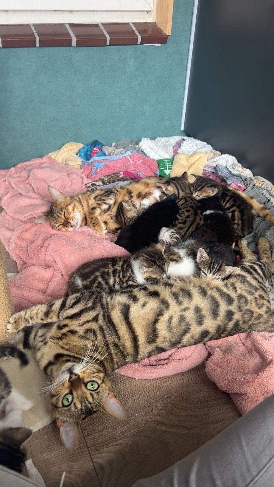 Bengaalse kittens, Dieren en Toebehoren, Katten en Kittens | Raskatten | Korthaar, Meerdere dieren, Gechipt