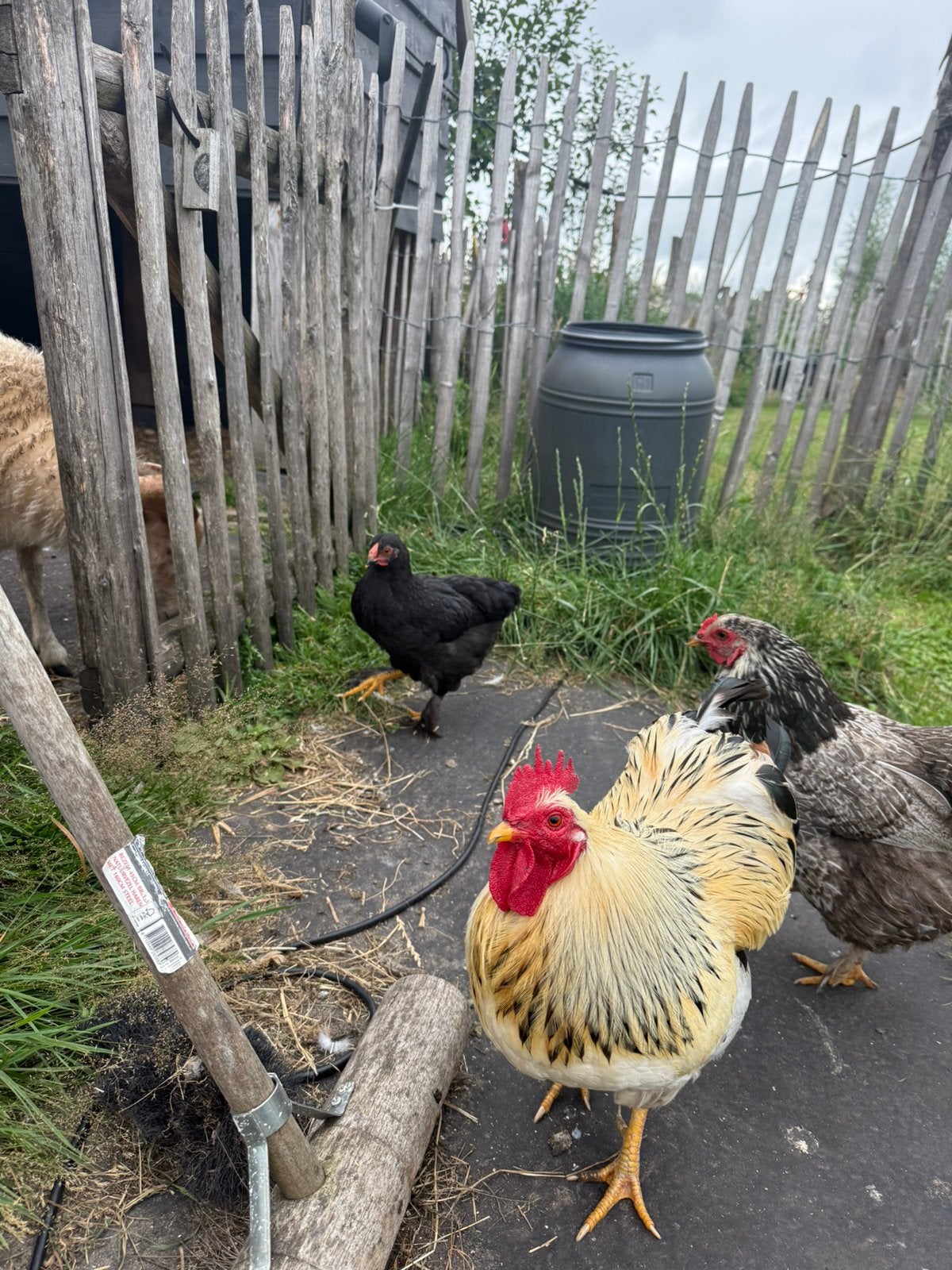 Mooie jonge brahma's en wyandottes te koop, Dieren en Toebehoren, Meerdere dieren, Kip