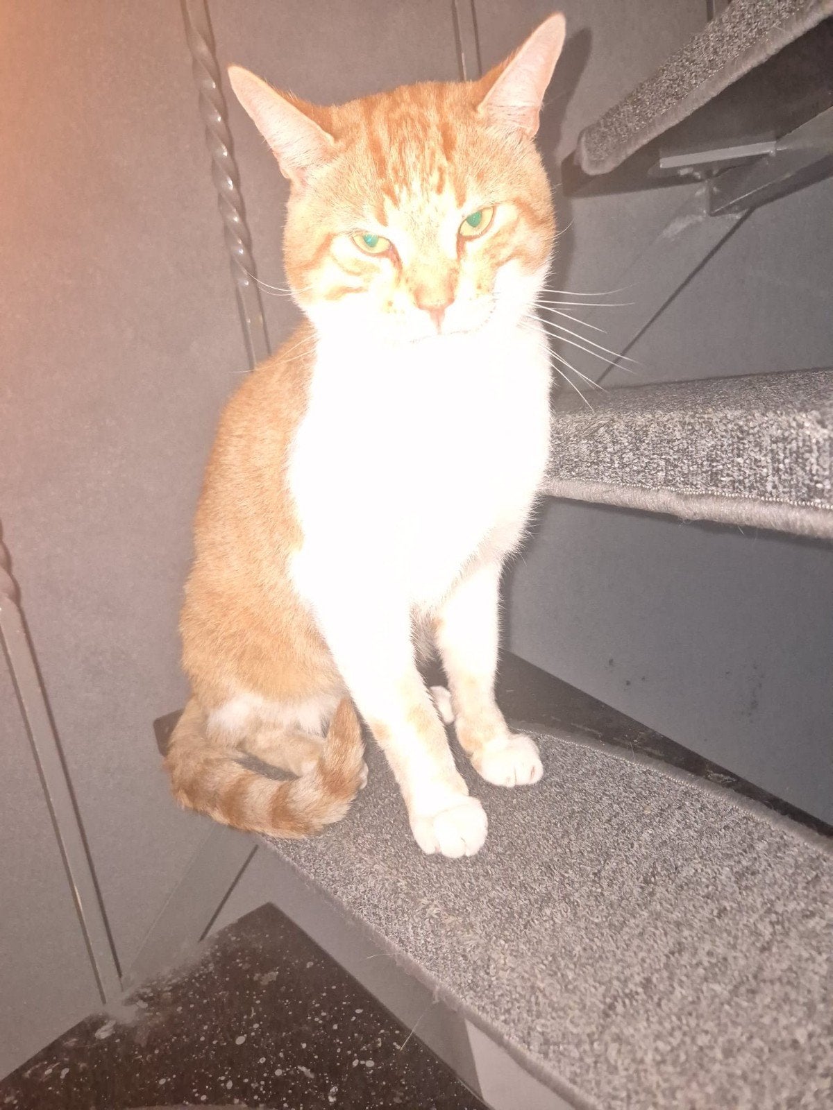 Het is een prachtige, lieve kat die graag gratis naar een ni, Dieren en Toebehoren, Katten en Kittens | Overige Katten