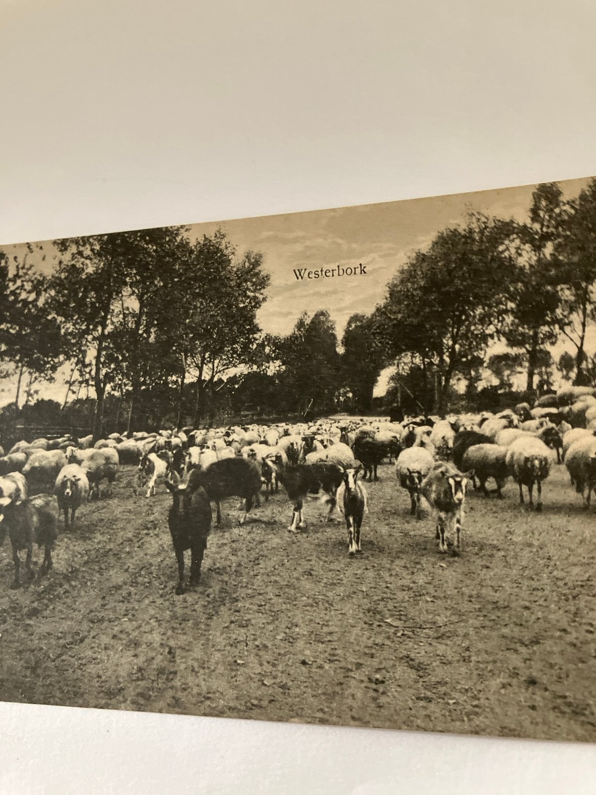 Oude Ansichtkaart Westerbork - Schapen op de heide, Ophalen of Verzenden, Voor 1920, Ongelopen, Drenthe