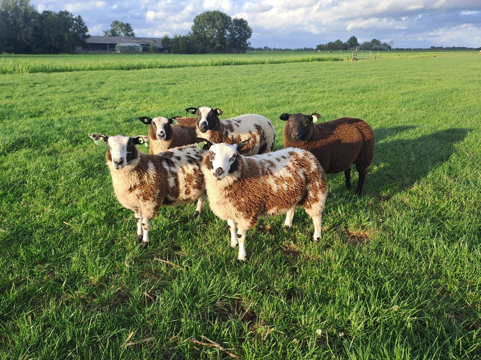 rammen, Mannelijk, Schaap, 0 tot 2 jaar