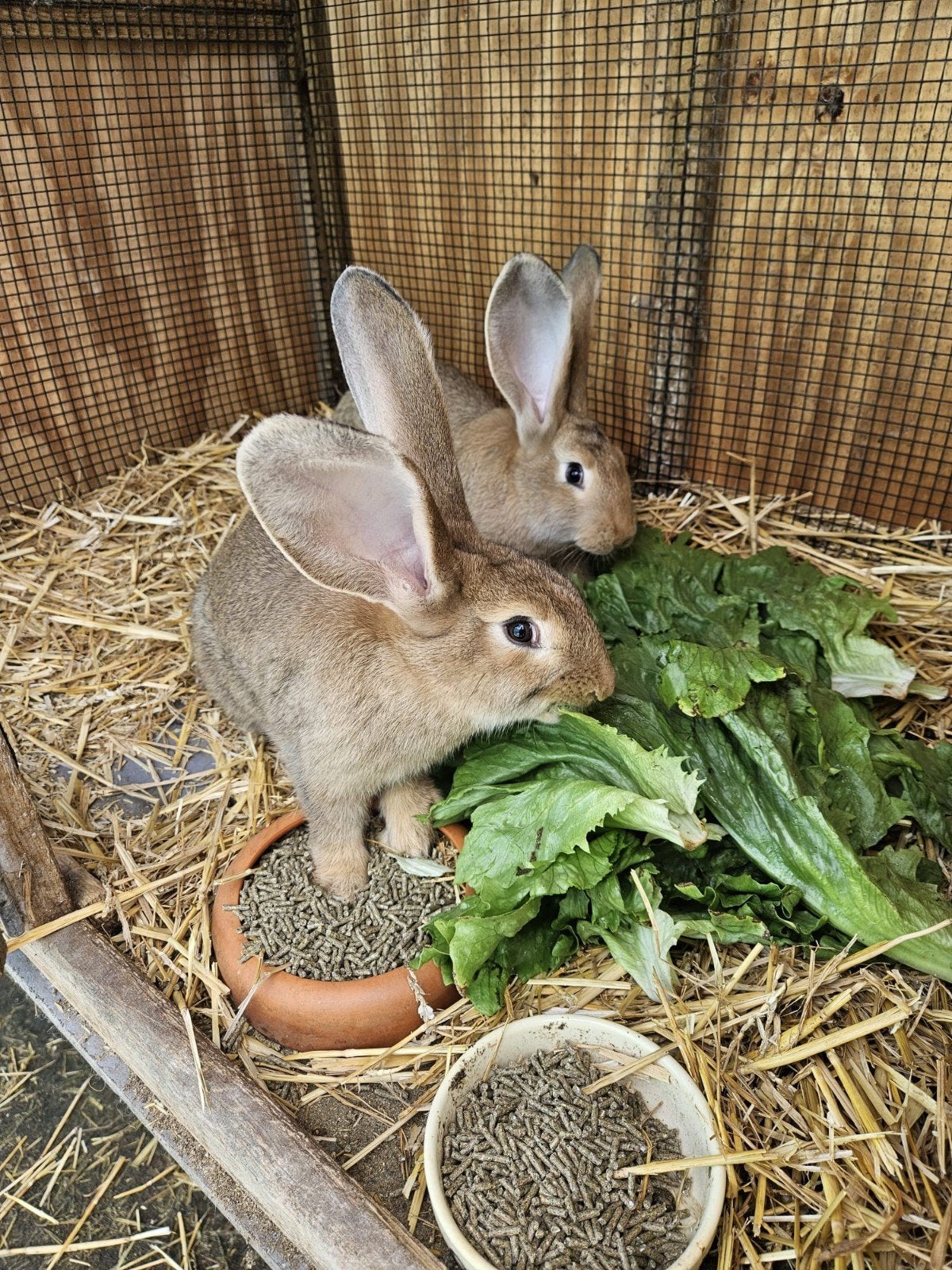 2 mooie vlammensreusen, Vrouwelijk