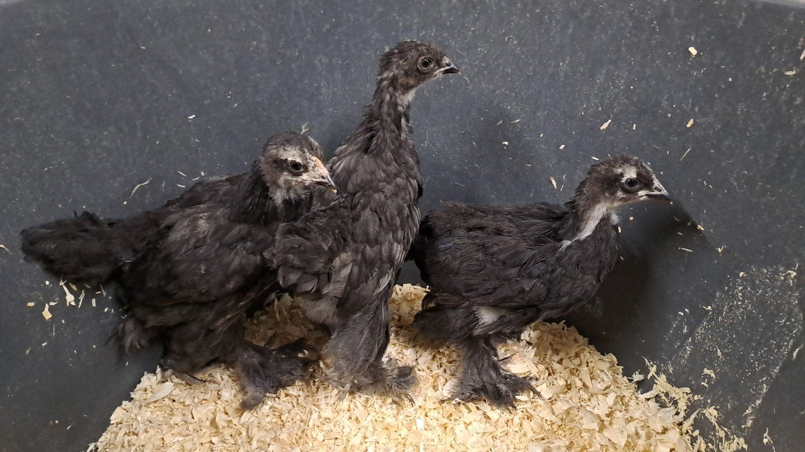 Grote brahma kuikens hennen en hanen, Dieren en Toebehoren, Pluimvee, Meerdere dieren, Kip