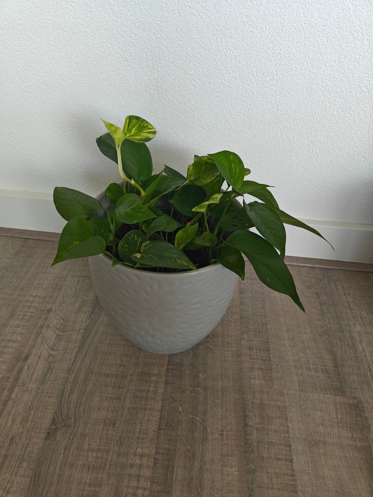 Epipremnum Aureum in pot, Ophalen of Verzenden, In pot, Halfschaduw, Minder dan 100 cm
