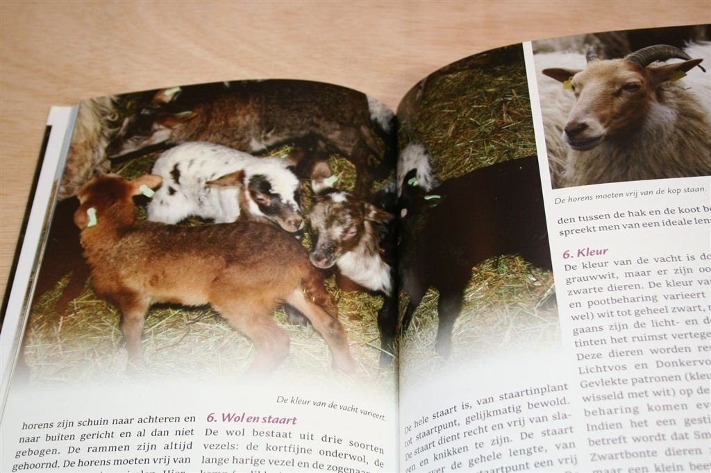 Drents Heideschaap Holtingerveld – 30 Jaar Schaapskudde, Ophalen of Verzenden, Zo goed als nieuw