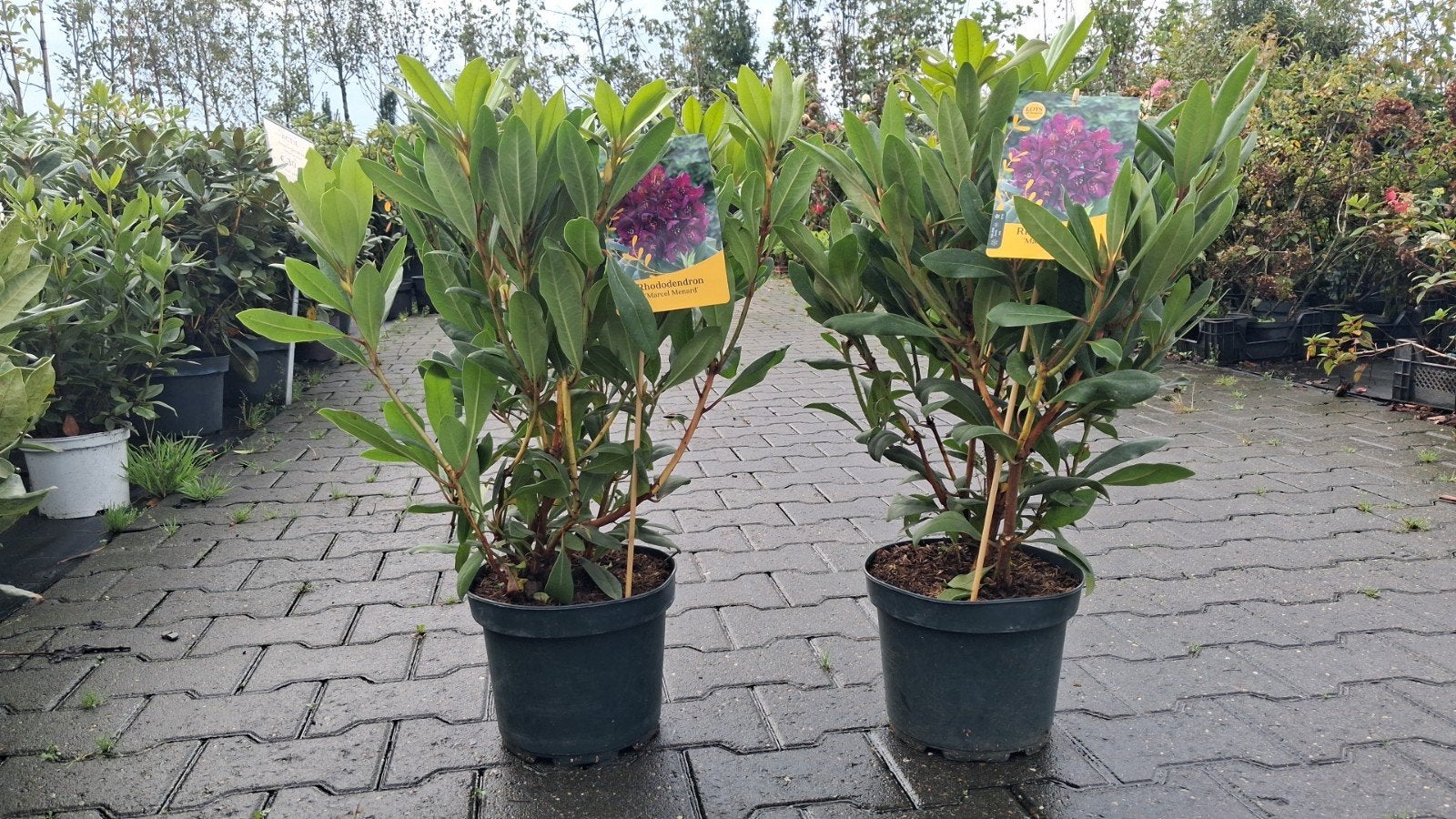 Rhododendron 'Marcel Menard' - Prachtige paarse bloemen, Ophalen of Verzenden, Rhododendron, Struik, Minder dan 100 cm