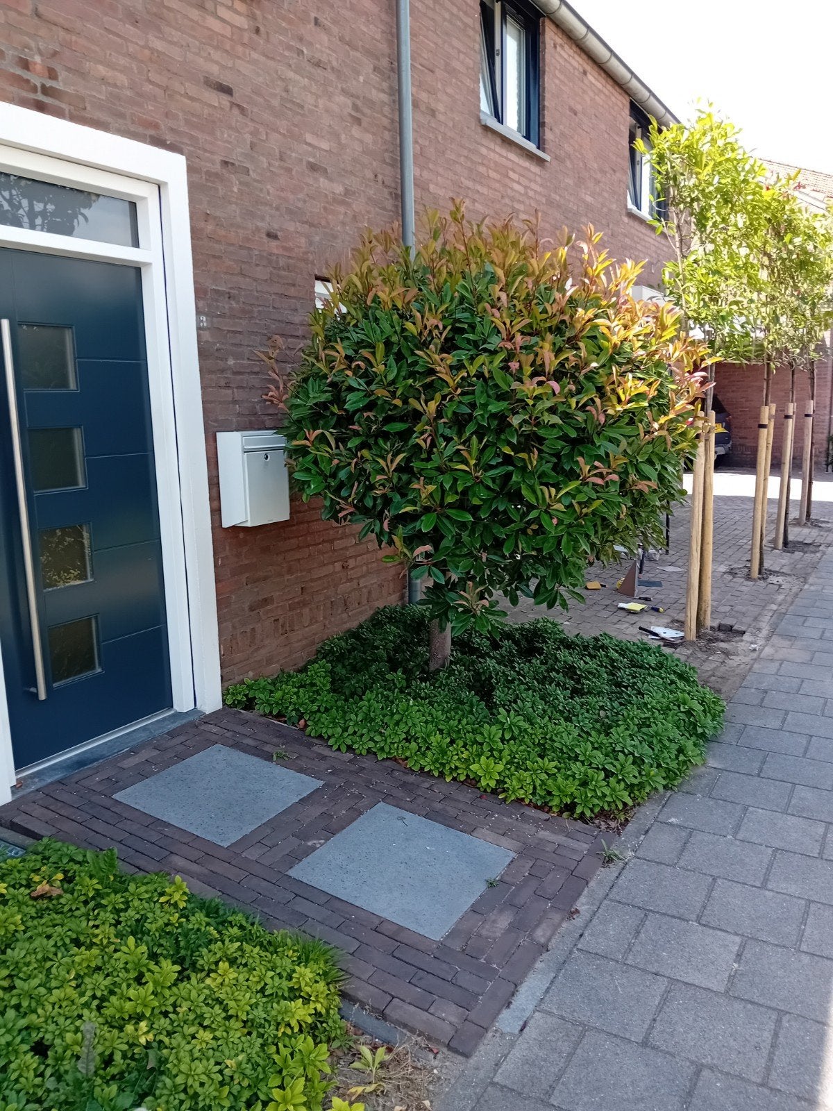 Boompje van het type Photinia Serratifolia, Tuin en Terras, Planten | Bomen, Overige soorten, 100 tot 250 cm, Zomer, Ophalen